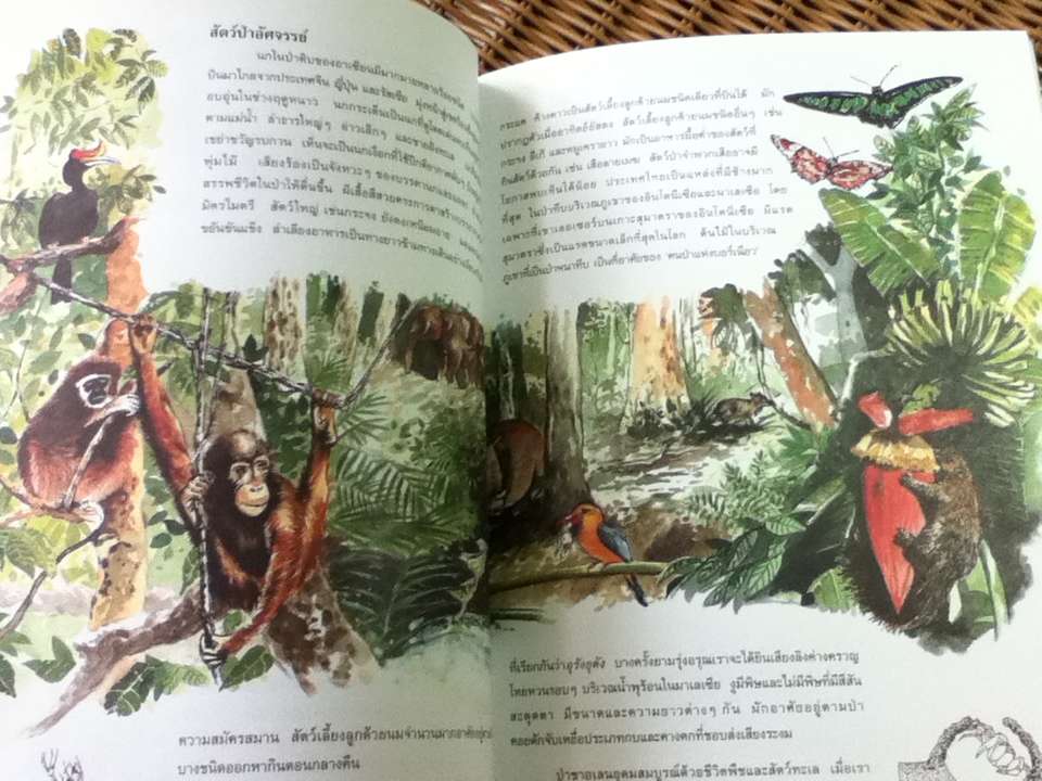 หนังสือส่งเสริมการอ่านสำหรับระดับประถมศึกษา ป่าไม้รอบตัวเรา Forest, Forest Everywhere