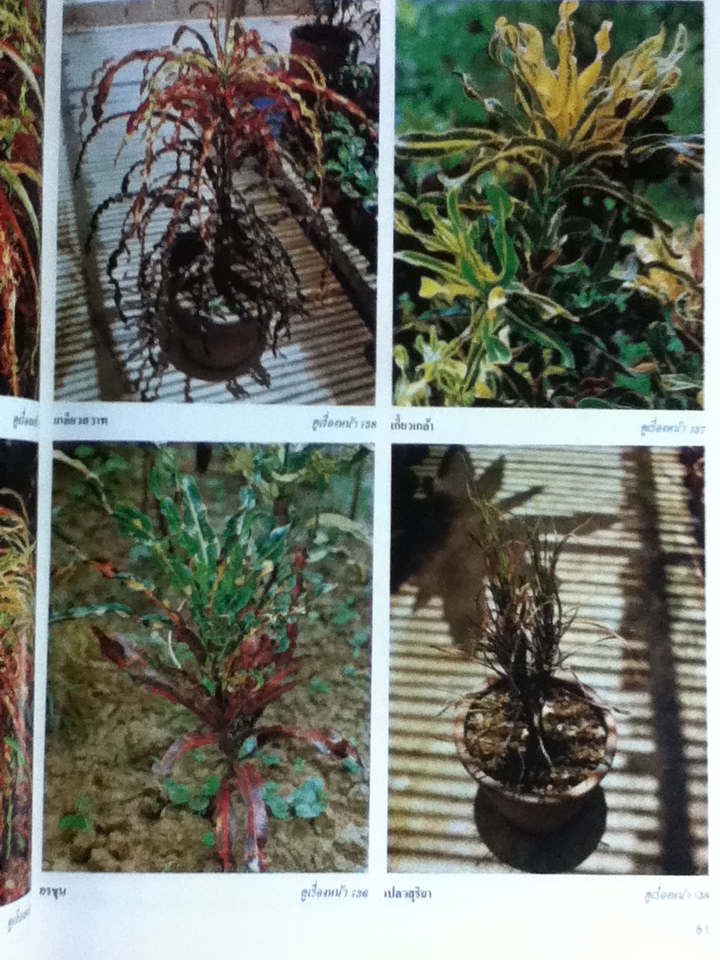 สารานุกรมไม้ประดับในประเทศไทย เล่ม 2/ กองบรรณาธิการบ้านและสวน