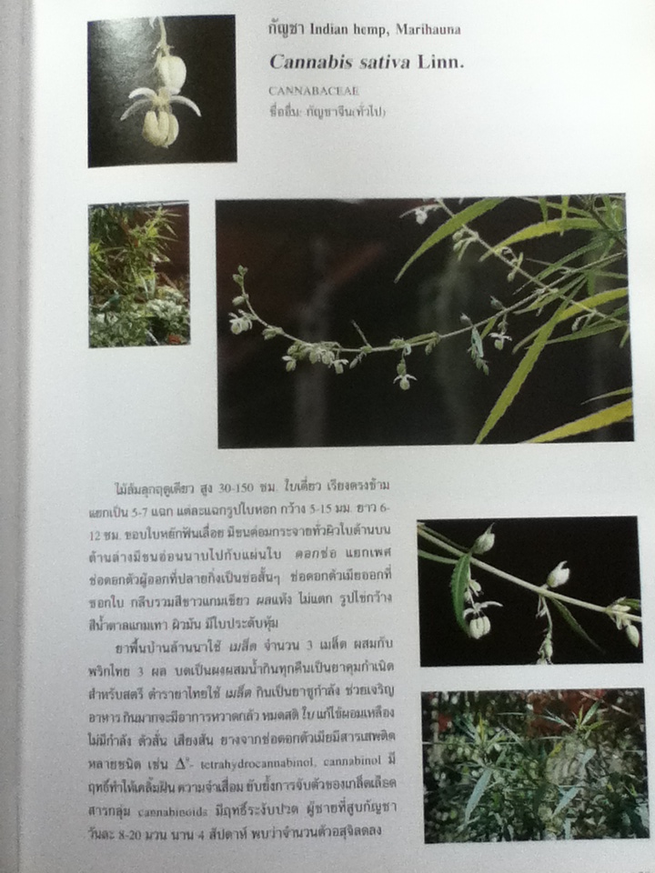 สมุนไพรพื้นบ้านล้านนา จัดพิมพ์เพื่อน้อมรำลึกถึงพระกรุณาธิคุณในสมเด็จพระศรีนครินทราบรมราชชนนี