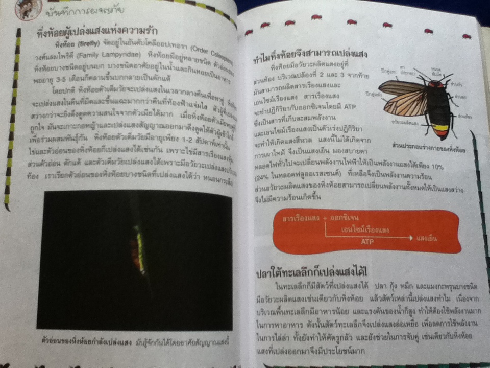 เอาชีวิตรอดในอาณาจักรแมลง เล่ม1