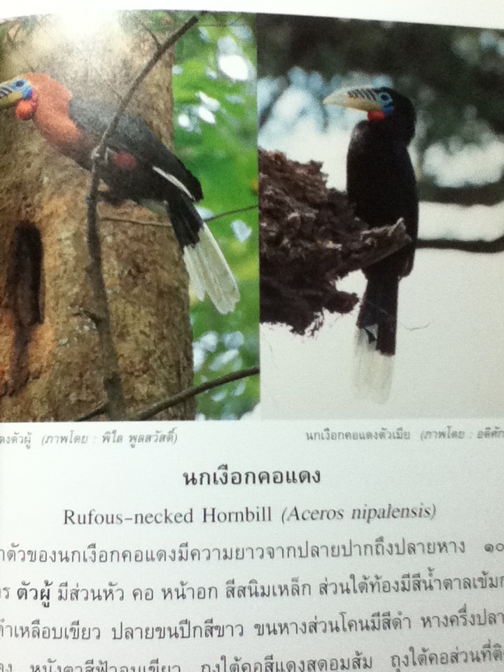 นกเงือกไทย