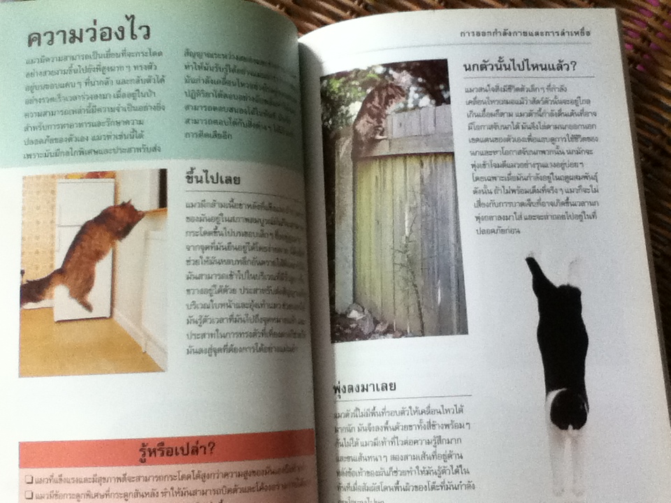 รู้ไหมแมวคิดอะไรอยู่?/ เกวน เบลีย์