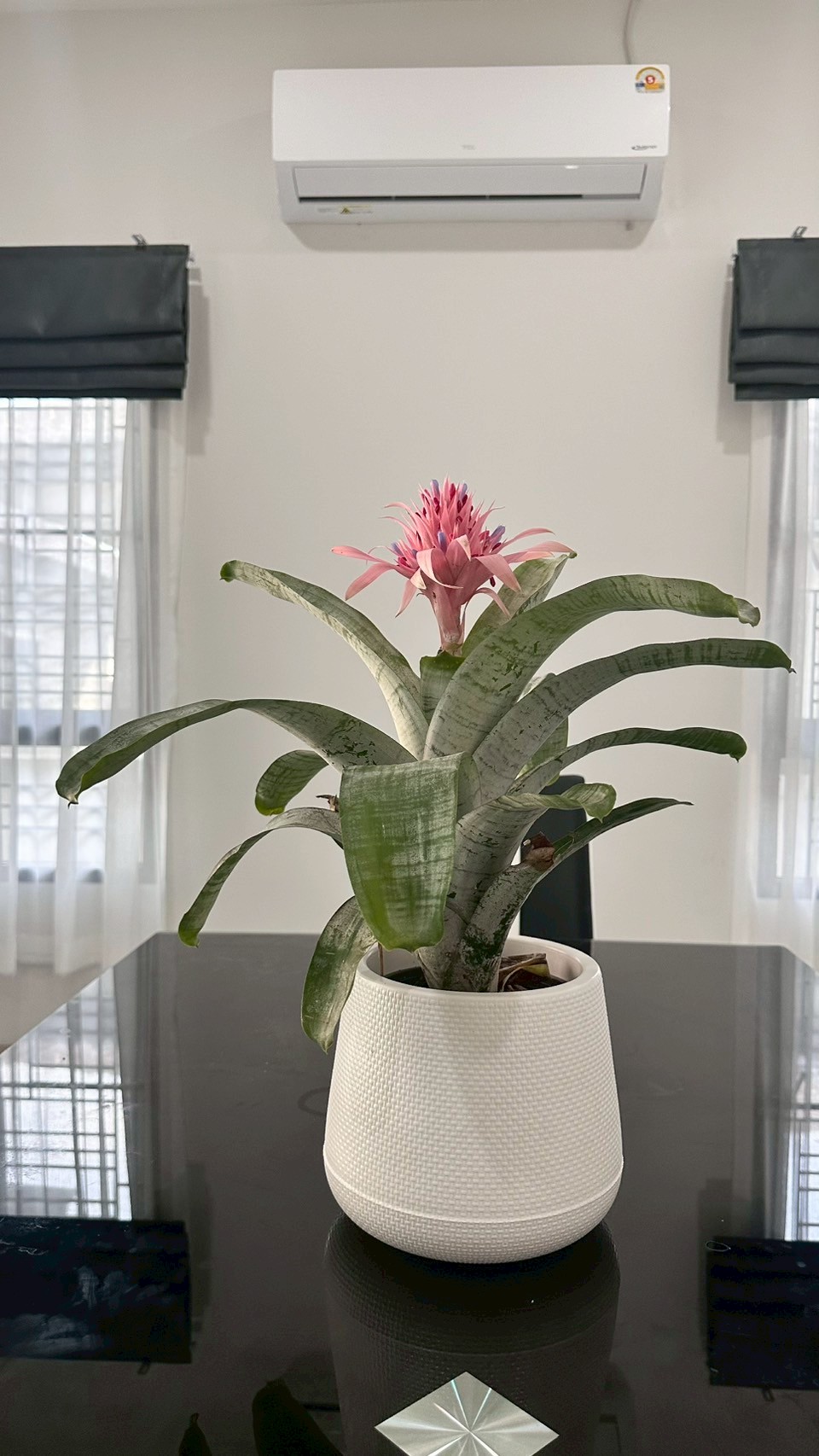 บ้านเช่าพัทยา หนองปลาไหล 3 ห้องนอน 3 ห้องน้ำ บ้านใหม่ ตกแต่งพร้อมอยู่ สวยมาก