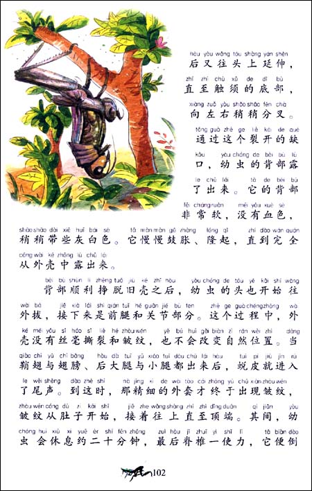 หนังสือนิทานน่าอ่านสร้างสรรค์ภาษาจีน ตอนโลกของแมลง Kunghongji 小书房•世界经典文库:昆虫记(注音美绘版) World Classic Library: Insects (Phonetic version)