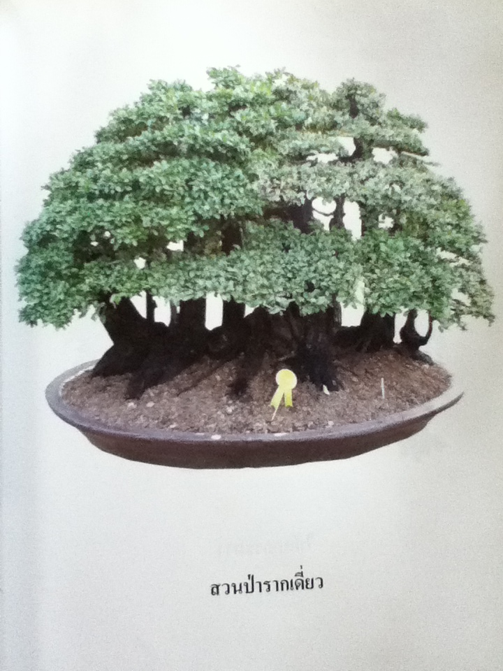 ศิลปะบอนไซ 2