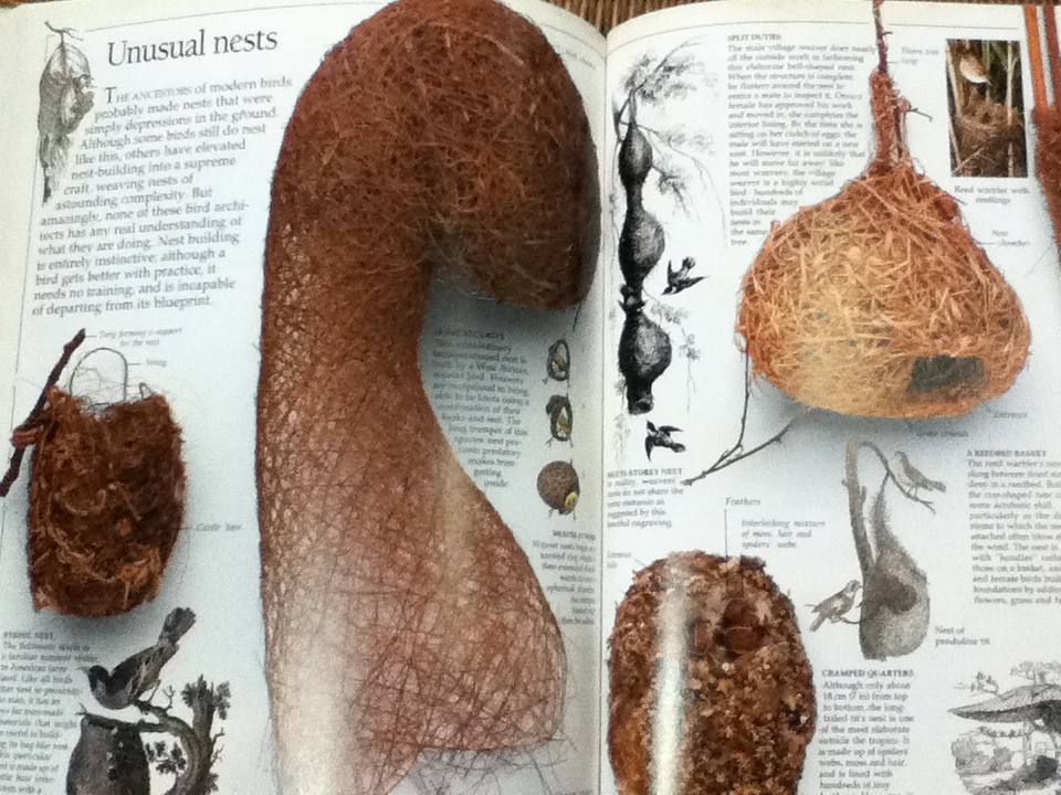 EYEWITNESS GUIDES 9 เล่ม