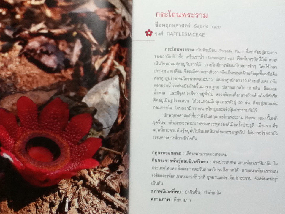 มหัศจรรย์ดอกไม้ป่า เล่ม 1