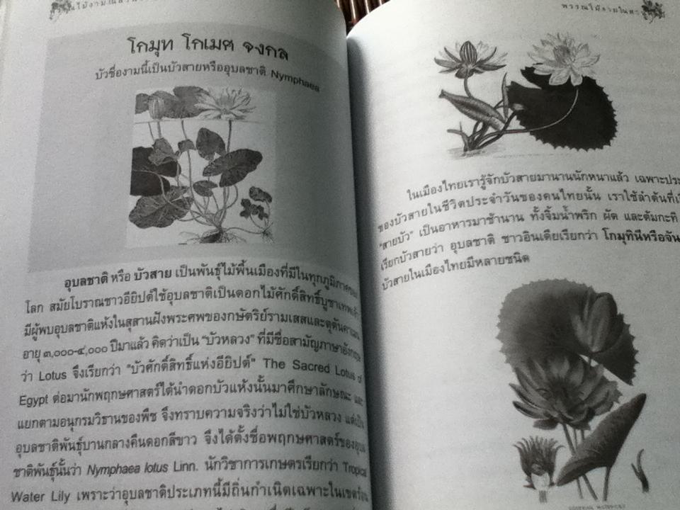 พรรณไม้งามในสวนศิลป์/ นิติศาสตร์ อารมย์ดี, ชลิตา ฉัตรบรรยงค์