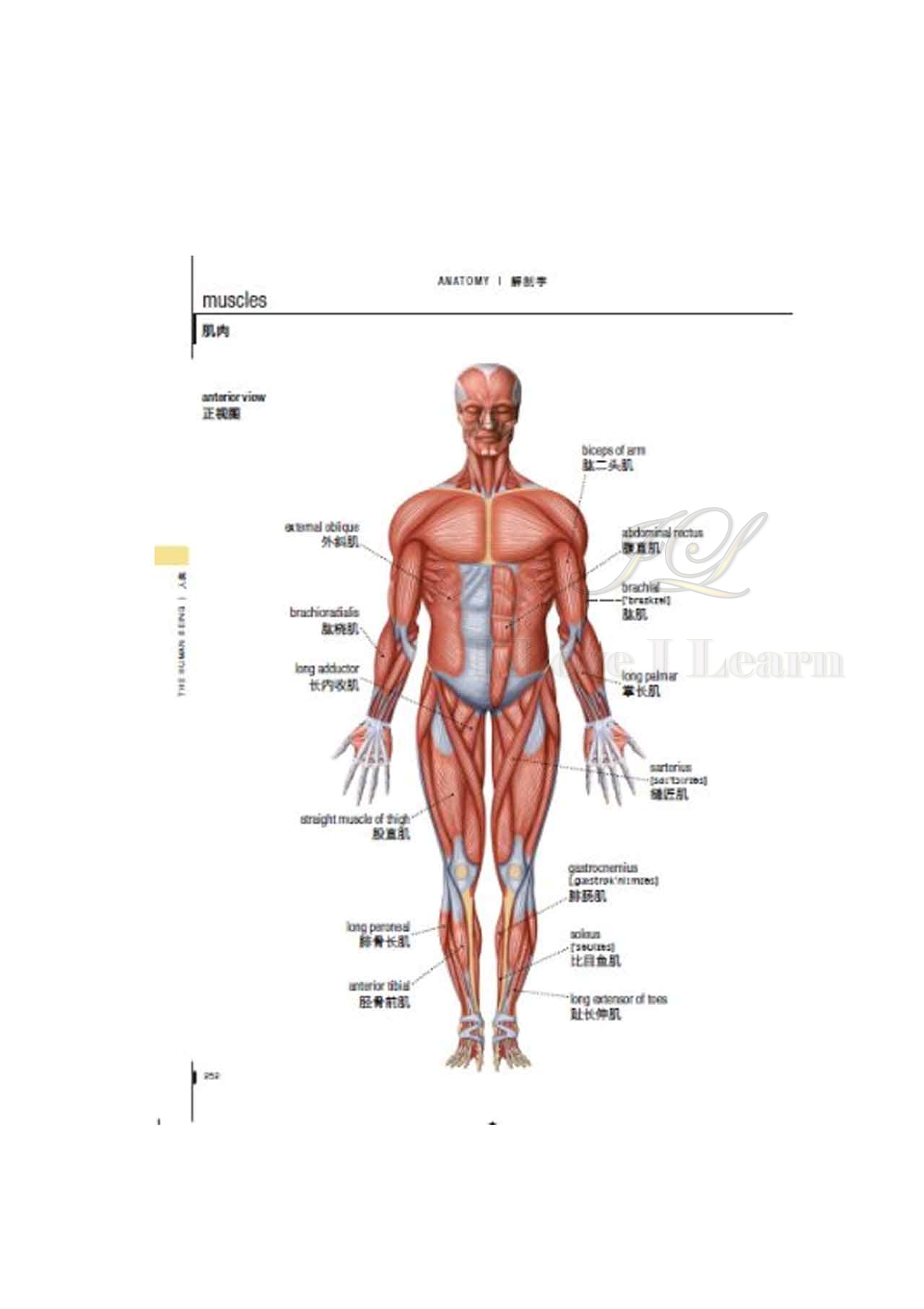 พจนานุกรมภาพ อังกฤษ-จีน (สี่สี) New Compact Visual Dictionary