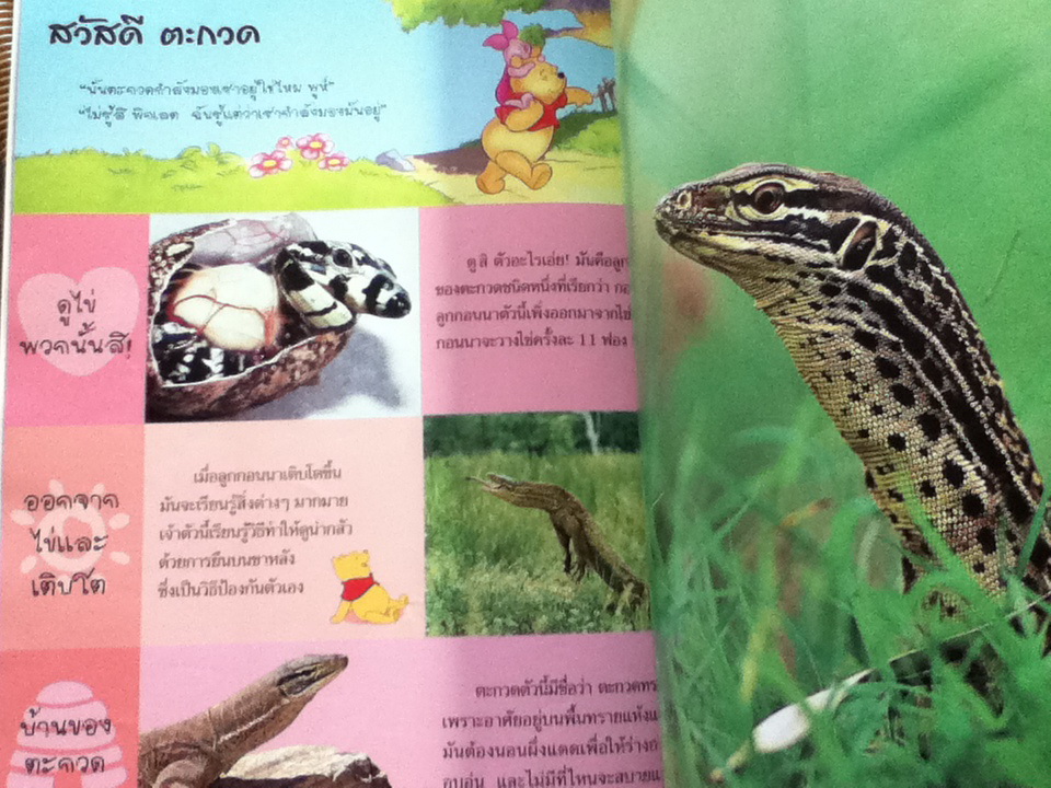 วินนีเดอะพูห์เปิดโลกการเรียนรู้ 5 เล่ม ประกอบด้วย สัตว์เลี้ยงลูกด้วยนม, สัตว์ทะเล, สัตว์เลี้อยคลานและสัตว์สะเทินน้ำสะเทินบก, แมลง และ ฤดูกาล