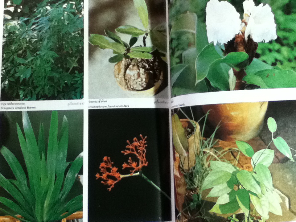 สารานุกรมไม้ประดับในประเทศไทย เล่ม 2/ กองบรรณาธิการบ้านและสวน