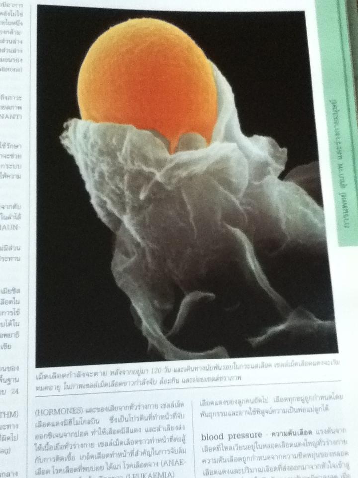 สารานุกรมรอบรู้ รอบโลก