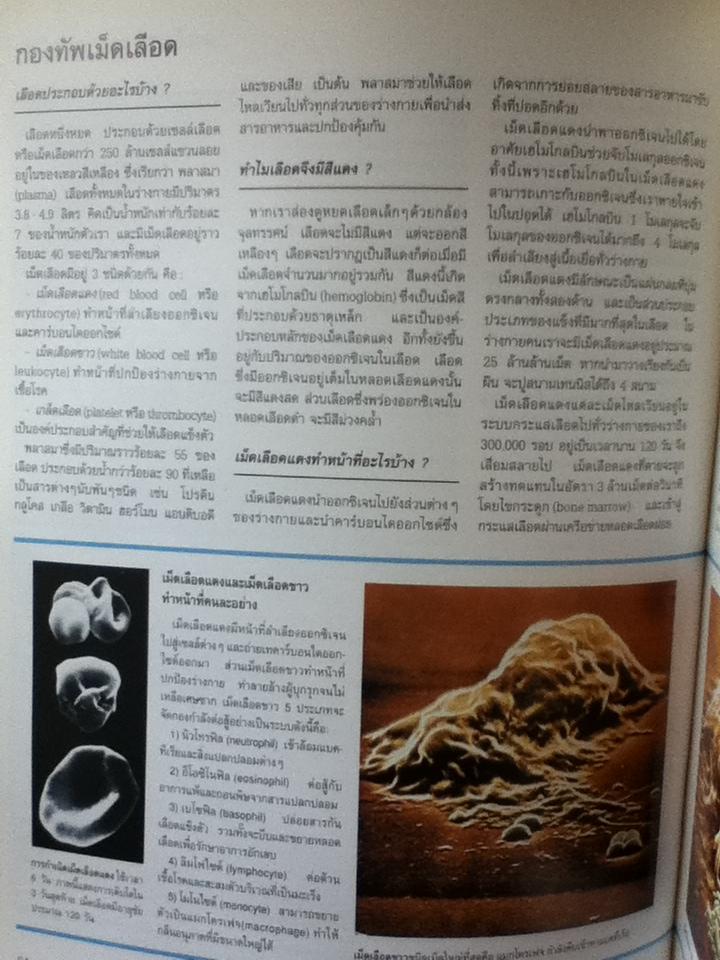 พื้นฐานแห่งกายมนุษย์