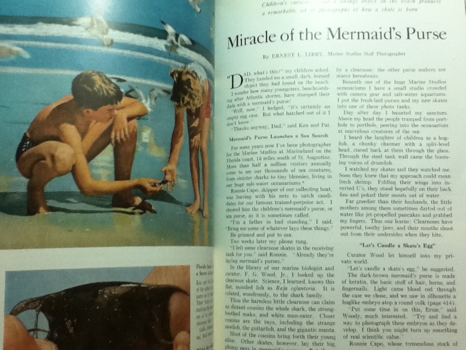 THE NATIONAL GEOGRAPHIC MAGAZINE Vol. CXVI, No.3 September, 1959