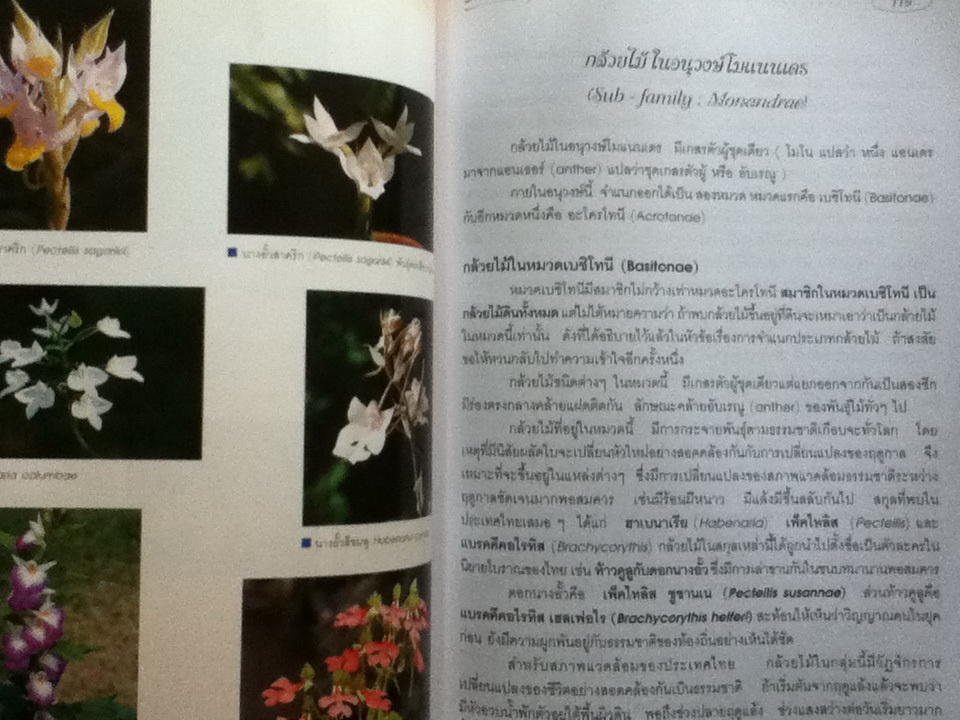 กล้วยไม้สำหรับผู้เริ่มต้น