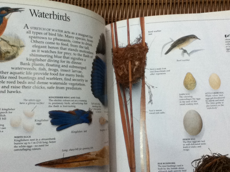 EYEWITNESS GUIDES 9 เล่ม