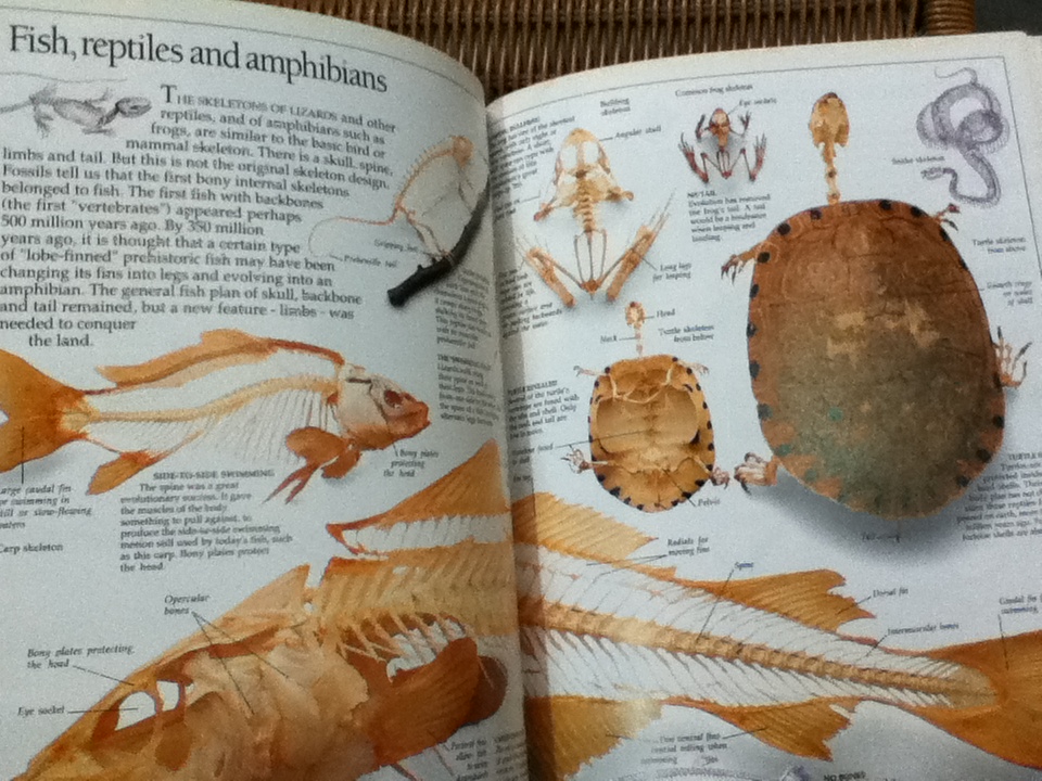 EYEWITNESS GUIDES 9 เล่ม