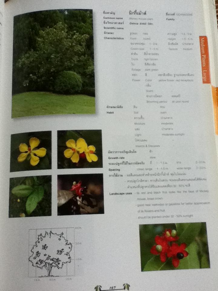 พรรณไม้ในงานภูมิสถาบัตยกรรม 1 (ไทย-อังกฤษ)/ เอื้อมพร วีสมหมาย และคณะ