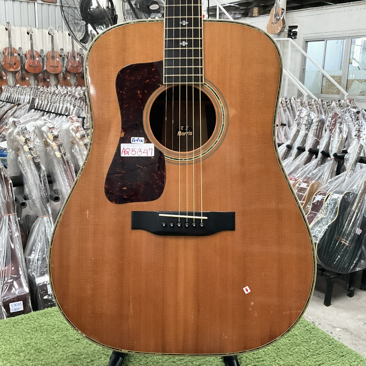 กีต้าร์โปร่ง Morris : W-50 (สำหรับมือซ้าย)