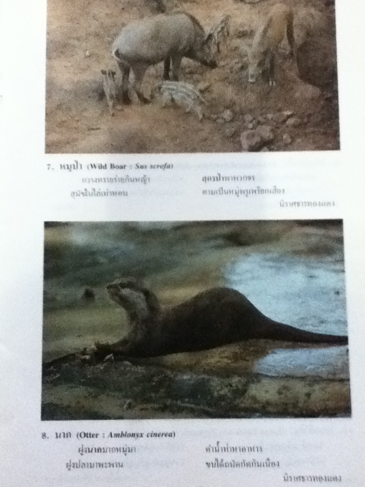 สัตว์ในวรรณคดีไทย เล่ม 2 (หนังสือแถม)