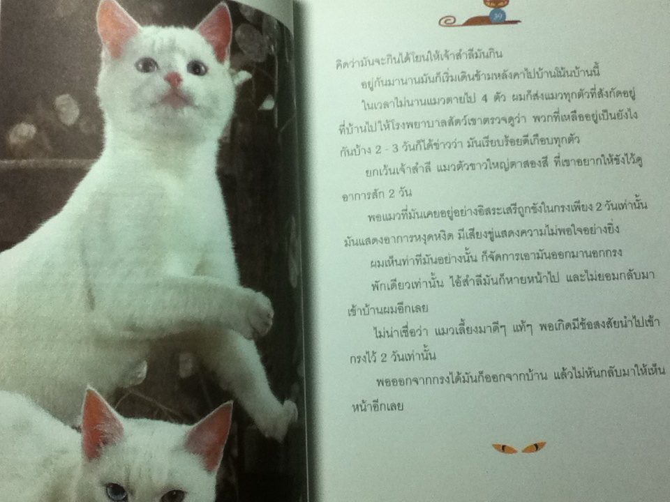 คนรักแมว