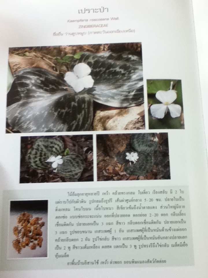 สารานุกรมสมุนไพร เล่ม 5 สมุนไพรพื้นบ้านอีสาน/ รศ.ดร.วงศ์สถิตย์ ฉั่วกุล และคณะ