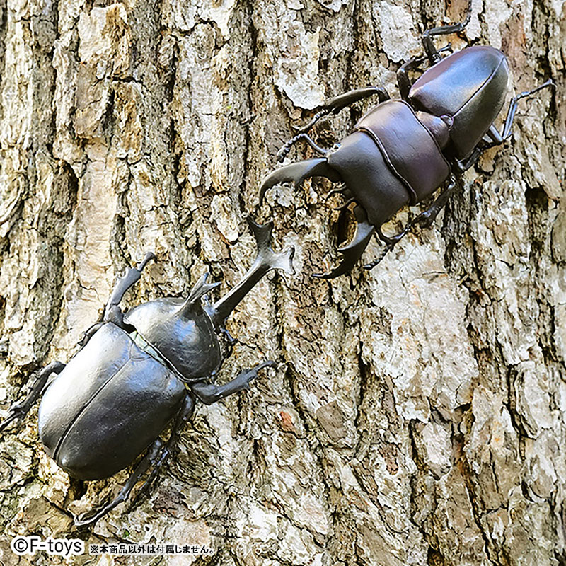 Insect Hunter Beetle x Stag Beetle 10Pack BOX (CANDY TOY)(Pre-order)