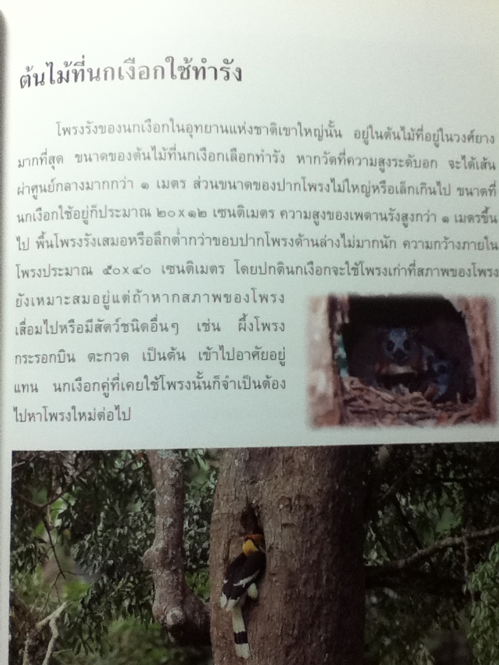 นกเงือกไทย