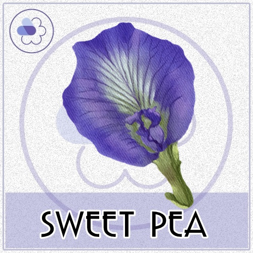 Sweet Pea หัวน้ำหอม สวีท พี... Sweet Floral Fruity Honey กลิ่นหอม แสนหวาน ที่มีความสุขและมีพลัง ละลายในน้ำมัน-ไม่เร่งเทรซ