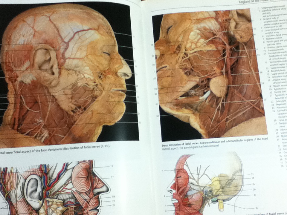 Color Atlas of Anatomy/ Johannes W. Rohen และคณะ