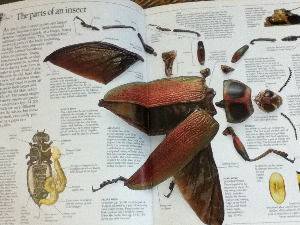 INSECT (ปกแข็ง)