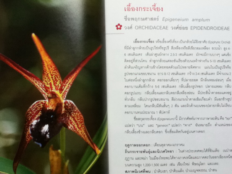 มหัศจรรย์ดอกไม้ป่า เล่ม 1