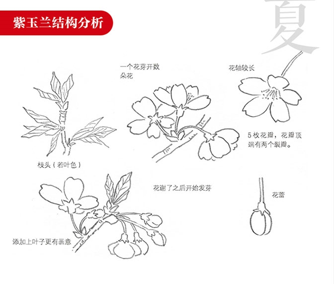 (Pre-order) หนังสือสอนวาดภาพระบายสีดอกไม้ Japanese ink painting โดยอาจารย์ Nakatsu Noriko