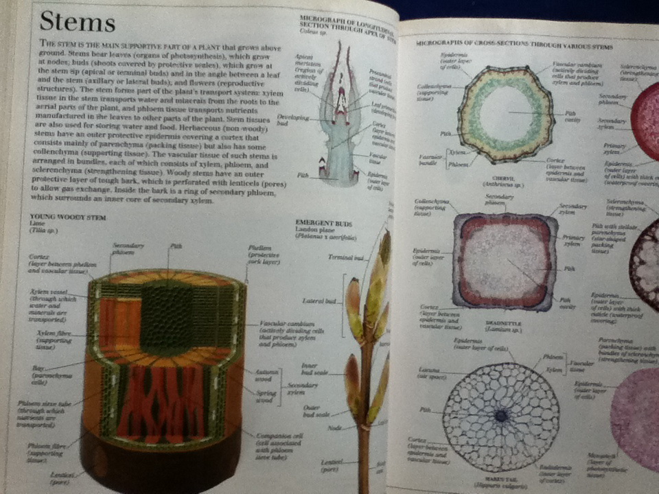 ULTIMATE VISUAL DICTIONARY