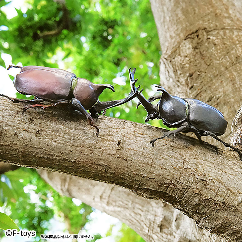 Insect Hunter Beetle x Stag Beetle 10Pack BOX (CANDY TOY)(Pre-order)