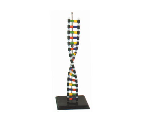 แบบจำลองโครงสร้าง DNA