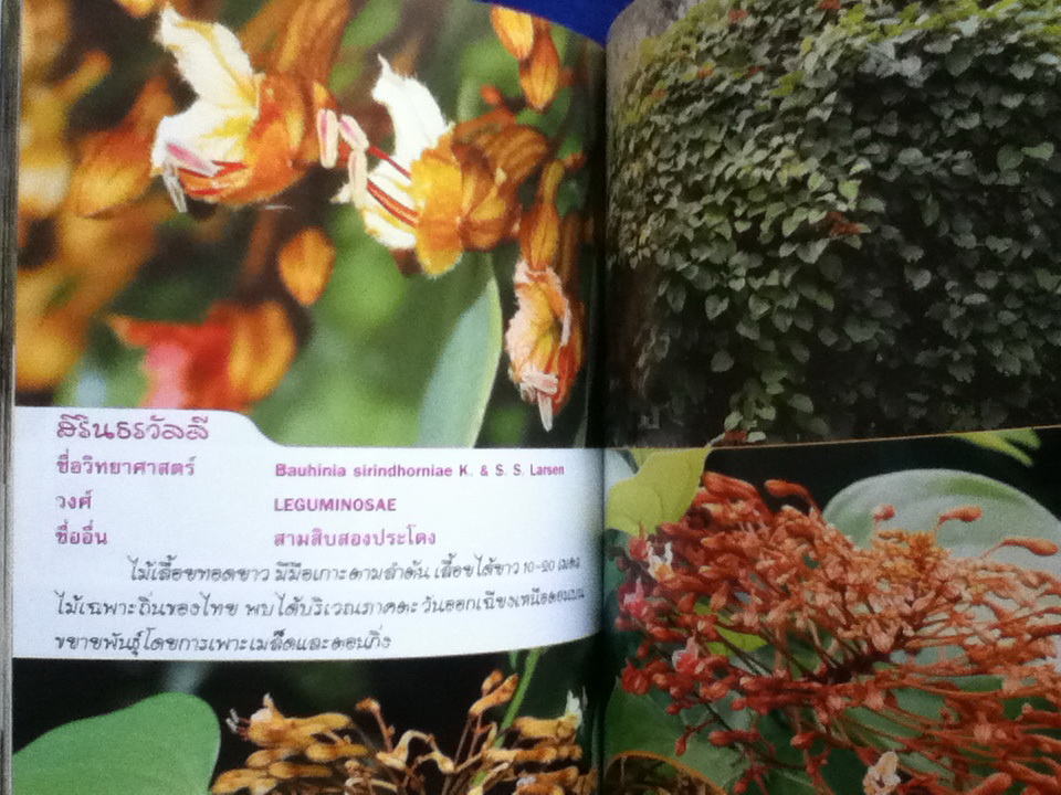 ไม้เลื้อยประดับ