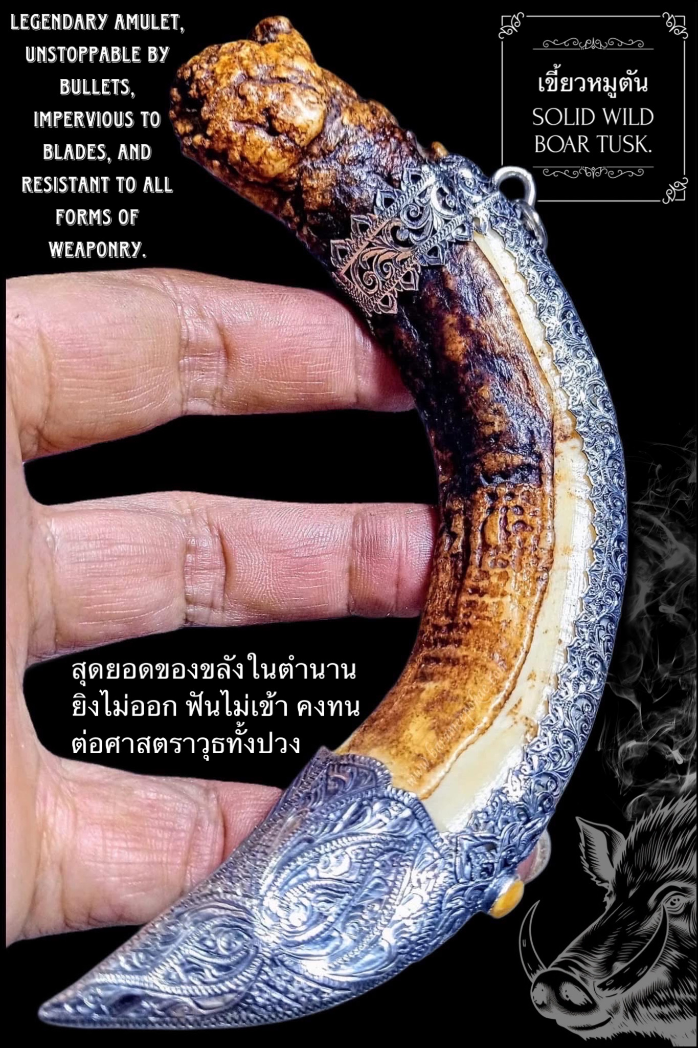 เขี้ยวหมูตัน Solid Wild Boar Tusk. SKU-03731