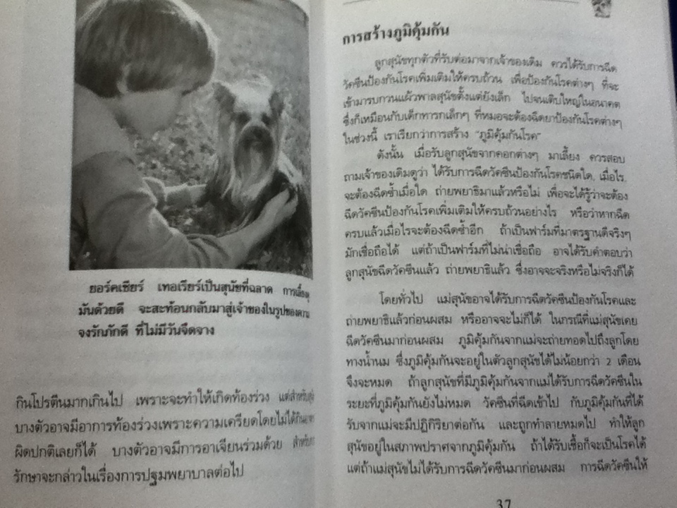 การเลี้ยงสุนัขยอร์คเชียร์ เทอเรียร์