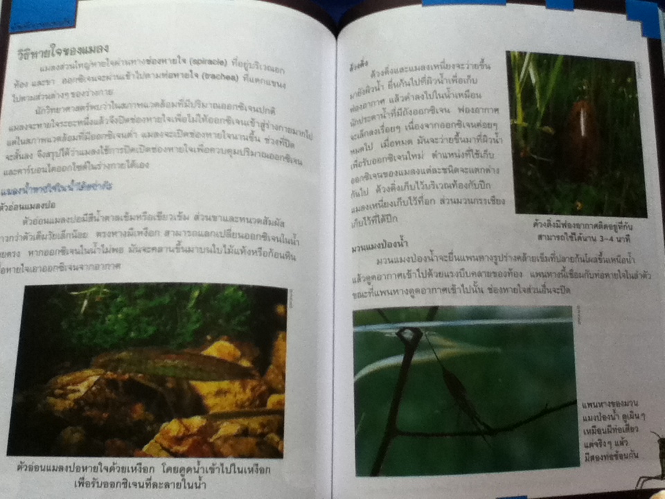 เอาชีวิตรอดในอาณาจักรแมลง เล่ม 3