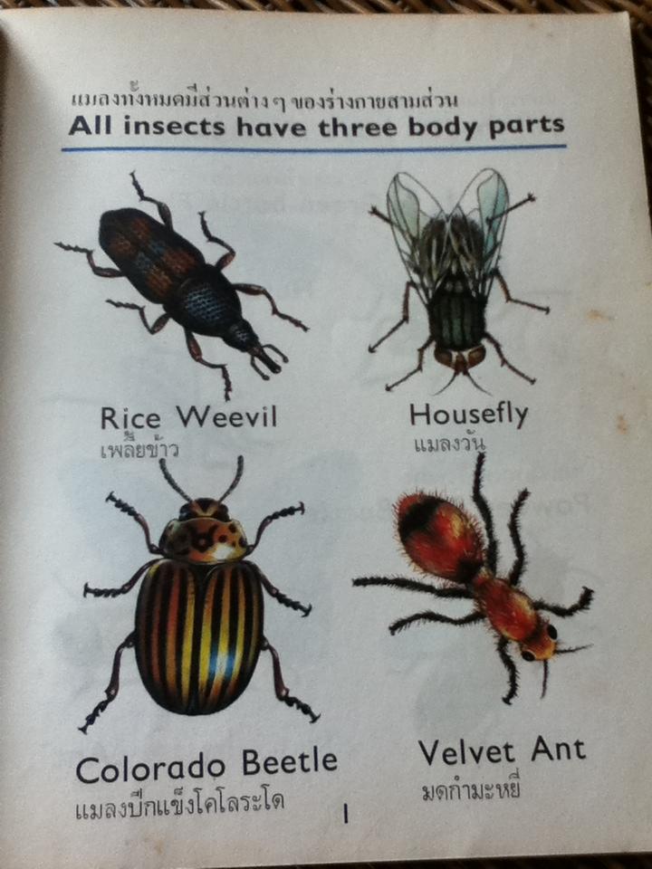เรียนรู้เกี่ยวกับแมลง