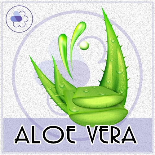 Aloe vera : หัวน้ำหอมกลิ่นอโรเวร่า (ว่านหางจรเข้) Green Aquatic Woody หอมสดชื่น อ่อนโยน ละลายในแอกอฮอล์