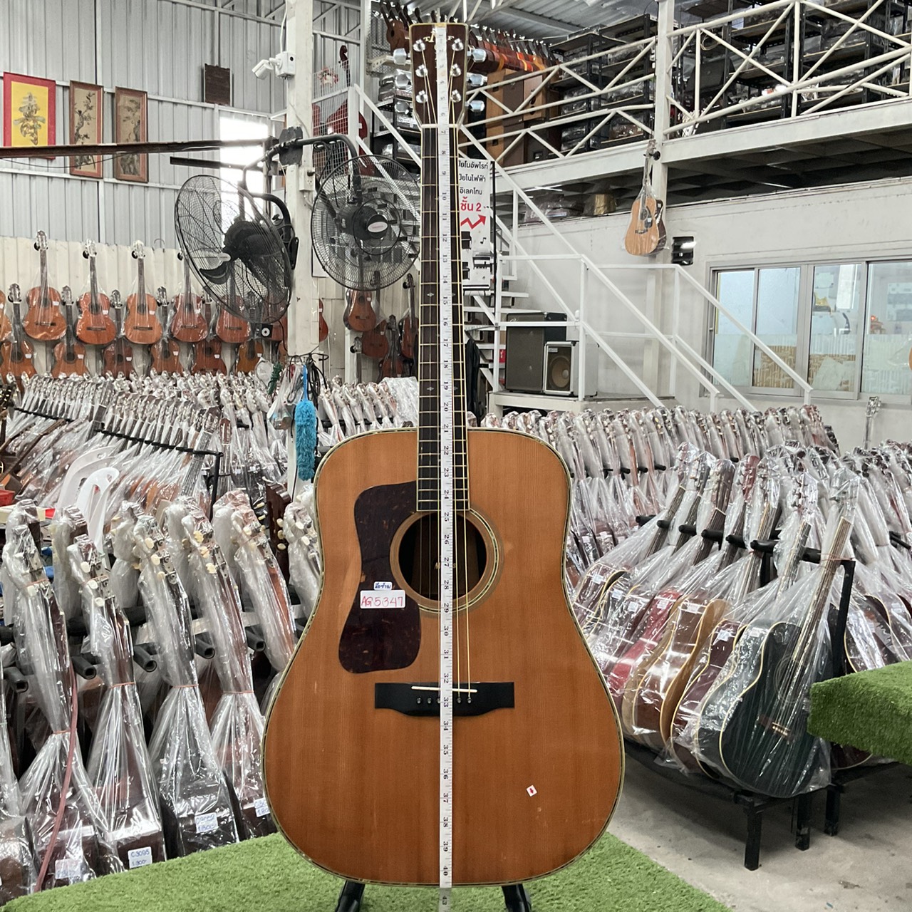 กีต้าร์โปร่ง Morris : W-50 (สำหรับมือซ้าย)