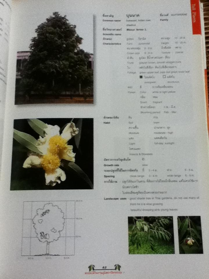 พรรณไม้ในงานภูมิสถาบัตยกรรม 1 (ไทย-อังกฤษ)/ เอื้อมพร วีสมหมาย และคณะ