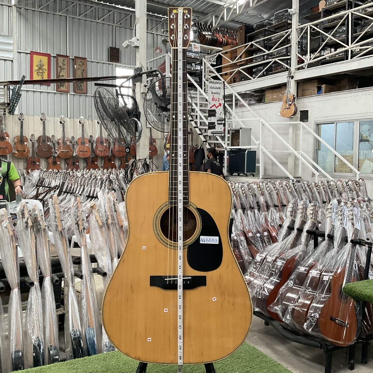 กีต้าร์โปร่ง Morris : W-23