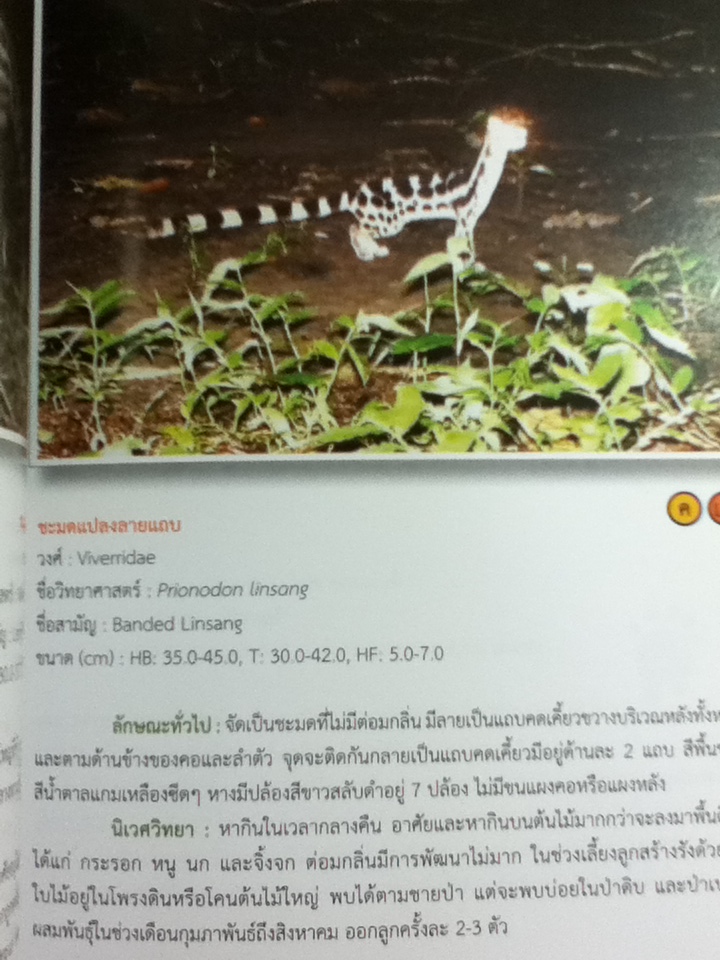 คู่มือสัตว์เลี้ยงลูกด้วยนม ในผืนป่าตะวันตกตอนบน/ ดร.รุ้งนภา พูลจำปา และคณะ