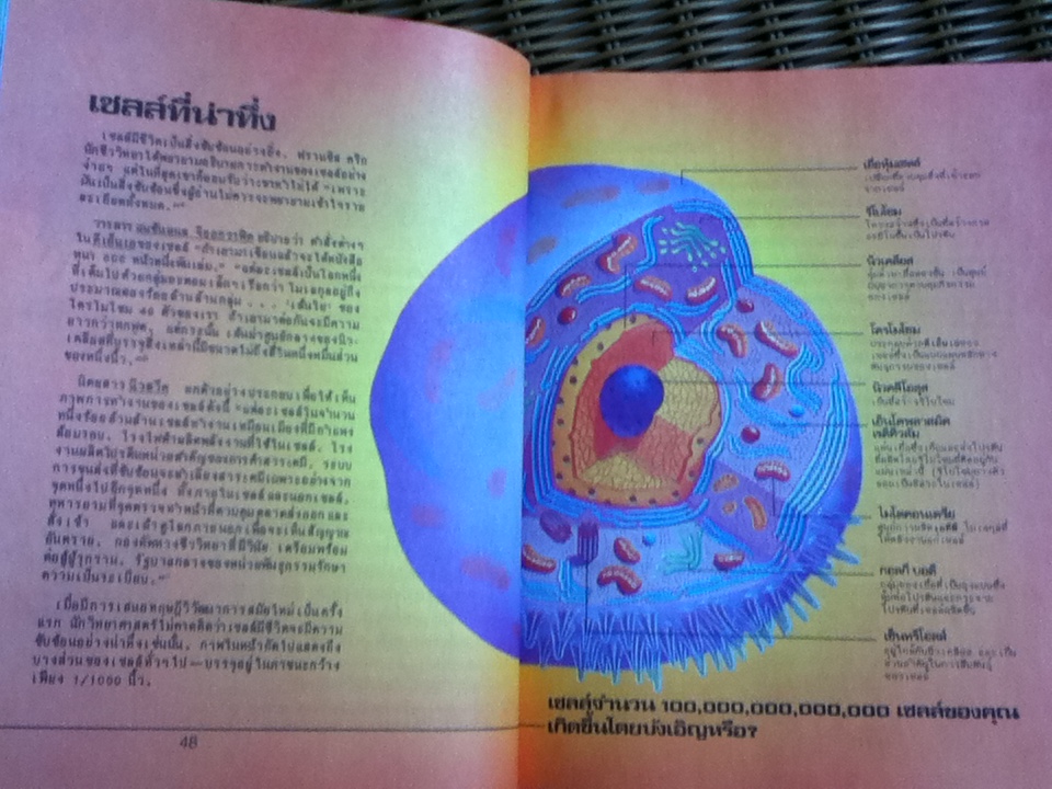 ชีวิตเกิดขึ้นมาอย่างไร? โดยวิวัฒนาการหรือมีผู้สร้าง? (ศาสนาคริสต์)