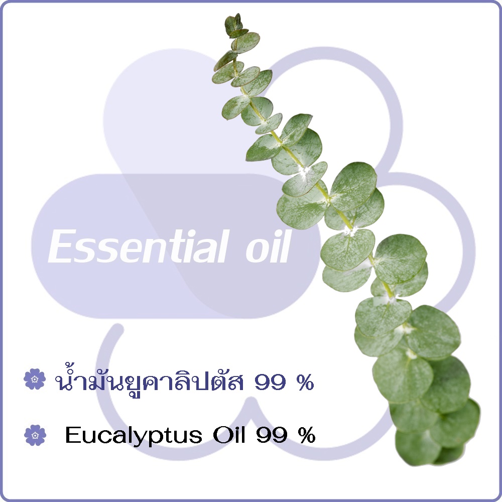 Eucalyptus Oil 99 % (Eucalyptol / Natural Eucalyptol 99 %) น้ำมันหอมระเหย ยูคาลิปตัส ยูคาลิปทอล Strong Fresh Sweet and Medicinal /COA