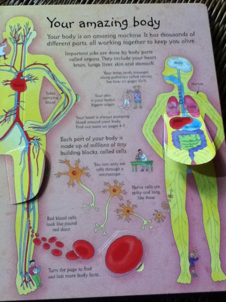 See inside Your Body/ Katie Daynes and Colin King