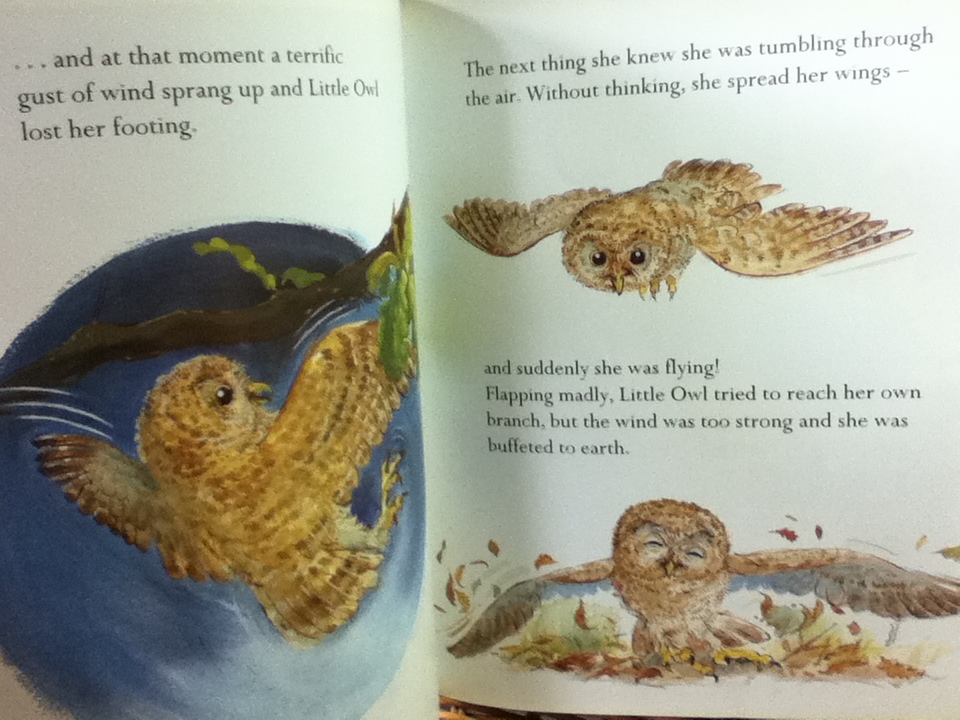 The Frightened Little Owl/ MARK EZRA